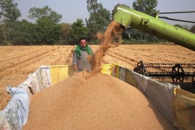Punjab heads for bumper wheat crop, 13.16 lakh metric tons arrives in markets