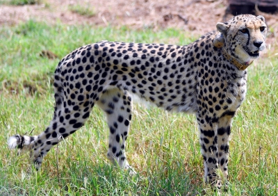 Namibian female Cheetah Nabha succumbs to injuries Namibian female Cheetah Nabha succumbs to injuries