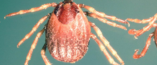 Docs call for more surveillance as Pak sees deadly tick-borne virus outbreak