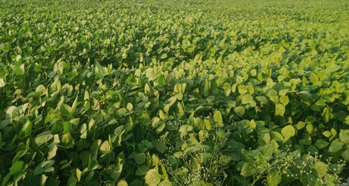 MSP for all crops: Impact will be multi-pronged, says CRISIL Market Intelligence and Analytics