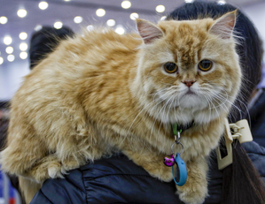 Cats may help develop treatment for dementia, Alzheimer’s in humans: Study