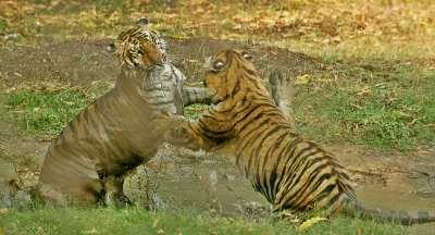 Maha govt to craft policy for broad citizen participation in tiger conservation: CM Fadnavis