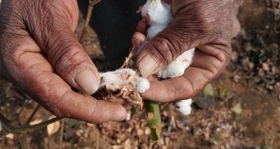 Gujarat issues advisory to safeguard cotton crops from rising pest infestations