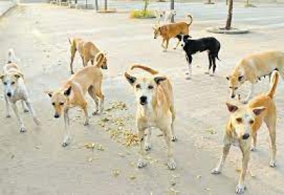 National Rabies Control Programme strengthening surveillance of dog bites in all states
