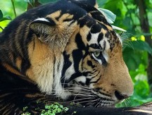 Man mauled to death by tiger in UP's Pilibhit