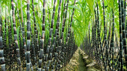 Total area sown during current kharif season in India crosses 1,105.4 lakh hectares